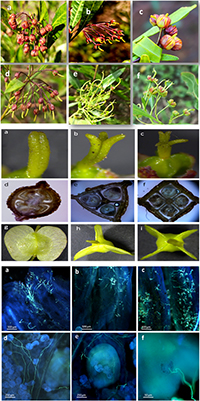 Female and male flowers of Dodonaea viscosa subsp. angustifolia and structures and surfaces that affect pollination.