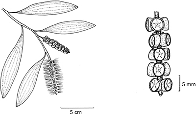 Graphical Abstract Image