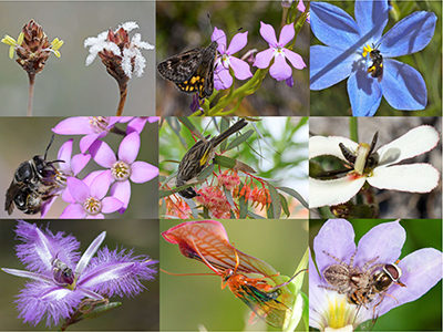 Flowers of nine species pollinated by the wind, specific insects or birds, as well as a spider ambushing a fly.