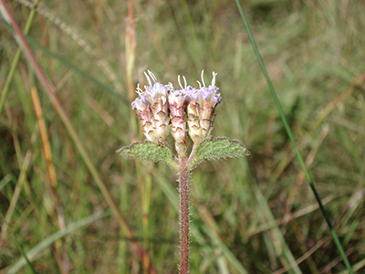 Representative of South American Chromolaena congesta species complex.