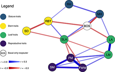 Trait network diagram of phylogenetic correlations among 164 southern Australian eucalypts.