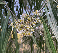 Photograph of flowering Geijera parviflora.