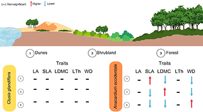 Diagram of trait variaton in two species across a forest–dune gradient on the Brazilian Amazon coast.