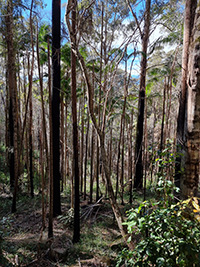 A photograph of sclerophyll–rainforest vegetation complex in the Nightcap Range, North Coast NSW, one year after fire.