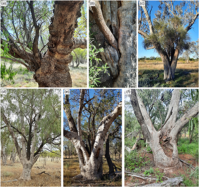 Examples of epiphytes documented on the Barwon River palaeochannels, north-western New South Wales.