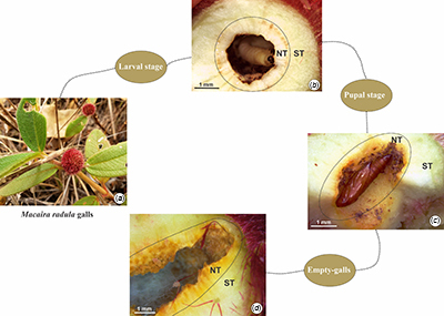 Galls induced by Palaeomystella oligophaga in Macairea radula, at various stages of development.