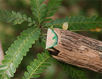 Photograph of a native metal-accumulating plant in the Philippines.