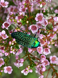 Jewel beetle chewing and pollinating the Myrtaceae flowers.