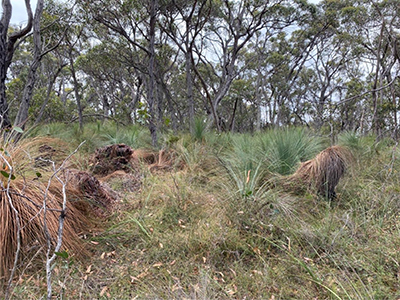 Heathy woodland in the Otway Ranges, showing austral grasstrees affected by Phytophtora cinnamomi.