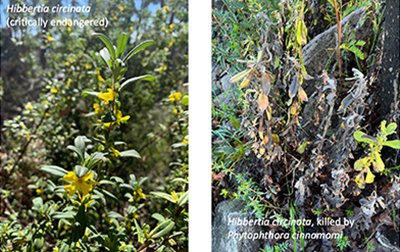 Photographs of critically endangered Hibbertia circinata growing (left) and killed by Phytophthora cinnamomi (right).