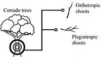 A diagram showing a Cerrado tree with orthotropic and plagiotropic shoots.