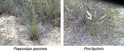 Photographs of Pappostipa speciosa and Poa ligularis in spring.