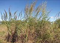 Photograph showing tussocks of gamba grass.