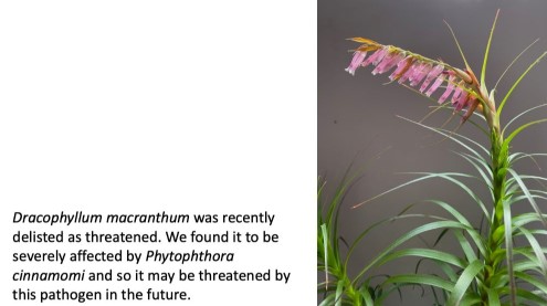 Photograph of the rare species Dracophyllum macranthum.