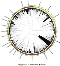 An open-source dataset of plant growth form, woodiness and life history values for nearly all Australian plants.