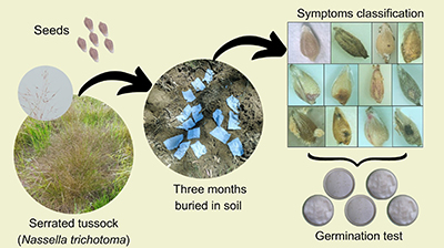 A diagram showing the experimental steps used to test the impact of fungi on seed survival and germination.