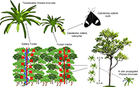 Herbivory affects V. incurvata survival and development differently in forest interior versus gallery forest.