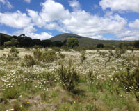 Leucanthemum vulgare (ox-eye daisy) invasion of subalpine grassland in Kosciuszko National Park, New South Wales.