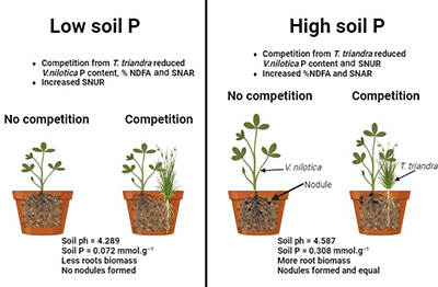 A diagram showing the effect of soil P and competition with a grass species on V. nilotica.