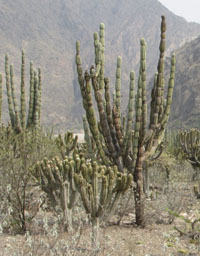An arid valley harboring endemic multi-stemmed cactus species threatened by combined climatic and human pressures.