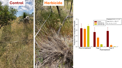 Photographs of control and treatment plots containing Eragrostis curvula, and graph showing treatment effects.