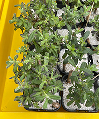 Hibbertia circinata plants showing phytotoxicity symptoms on leaves after phosphite spraying.
