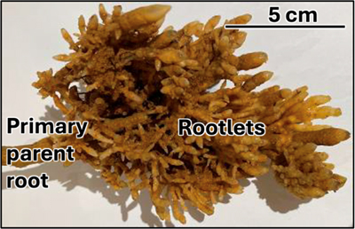 Typical root cluster produced by the grasstree, Kingia australis, exposed by erosion of the banks of the Sabina River.