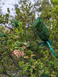 A photo showing a flowering Grevillea iaspicula shrub in New South Wales.