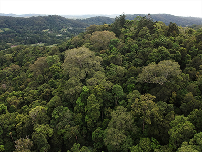 Tree canopy in Northern Rivers, New South Wales, Australia for which canopy shape and tree height were modelled.