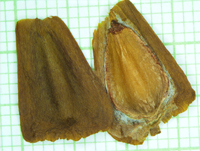 Self-fertilised cones of Wollemia nobilis can produce large, vigorous and viable seeds.
