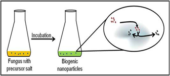 Graphical Abstract Image