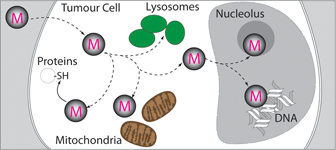 Graphical Abstract Image