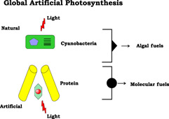 Graphical Abstract Image