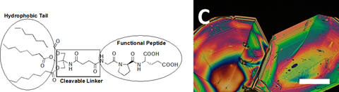 Graphical Abstract Image