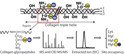 Graphical Abstract Image