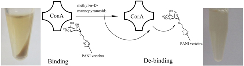 Graphical Abstract Image