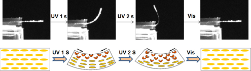 Graphical Abstract Image