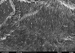 Graphical Abstract Image
