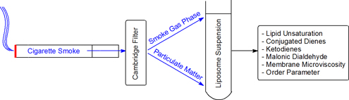 Graphical Abstract Image