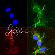 Graphical Abstract Image