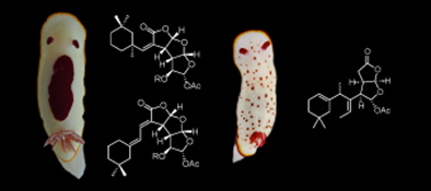 Graphical Abstract Image