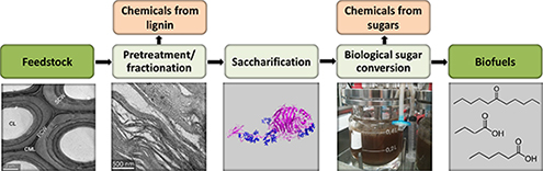 Graphical Abstract Image