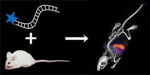 Graphical Abstract Image