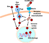 Graphical Abstract Image