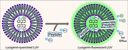 Graphical Abstract Image