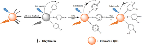 Graphical Abstract Image