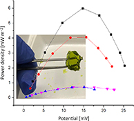 Graphical Abstract Image