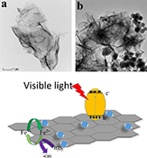 Graphical Abstract Image