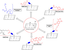 Graphical Abstract Image