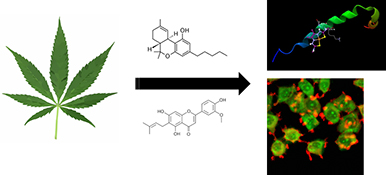 Graphical Abstract Image